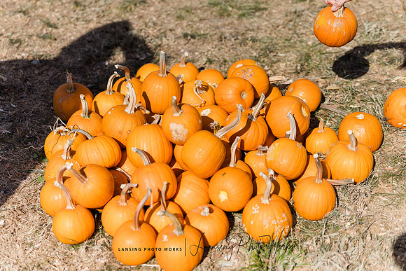 Fall Festival 2024-68
