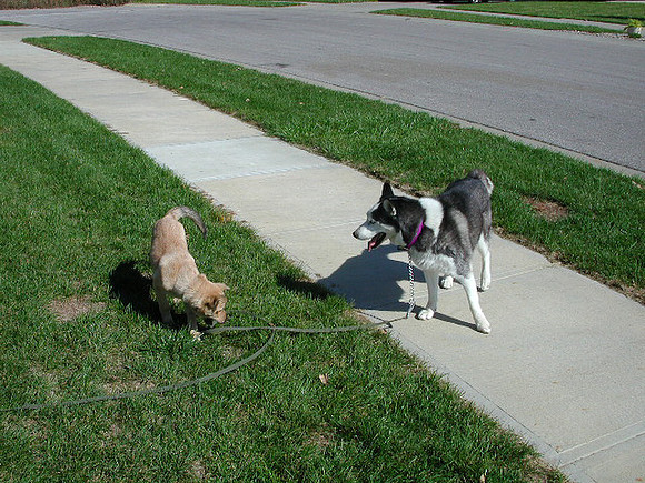 dogs-34