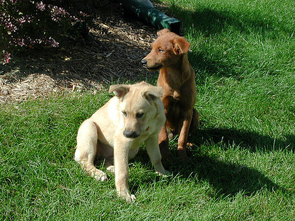 dogs-8