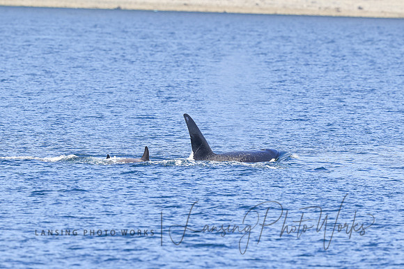 Whales -138