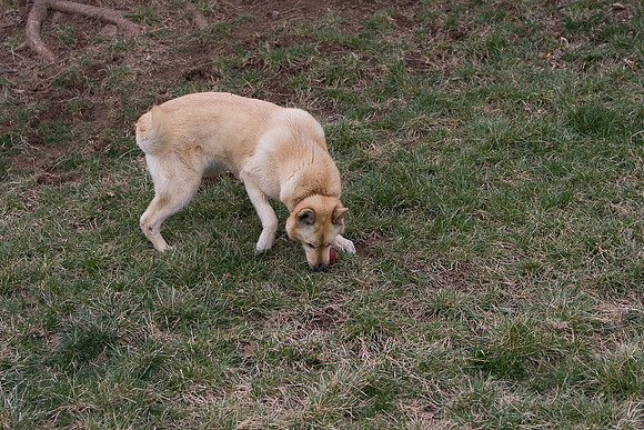 dog2-8