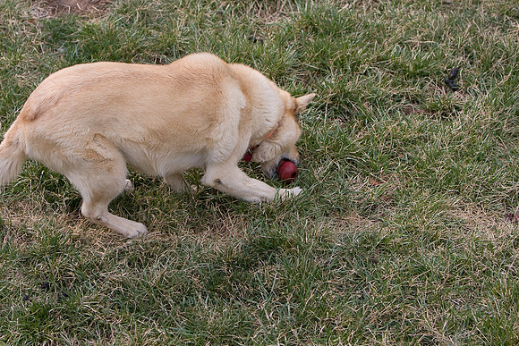 dog2-3