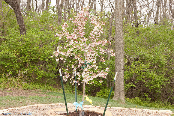 Se-29