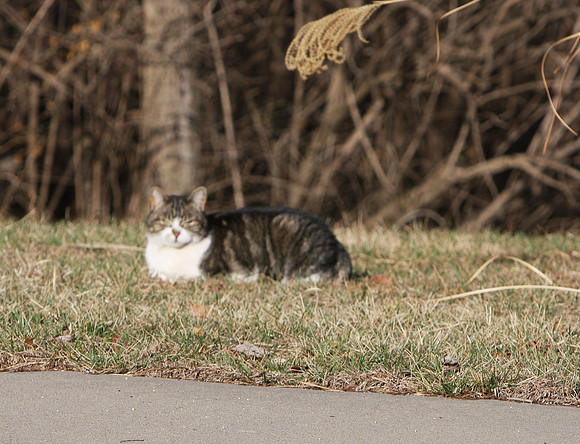 cat-5