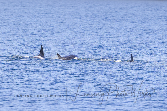 Whales -137