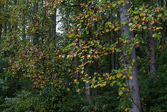 Maggie valley 2025-10
