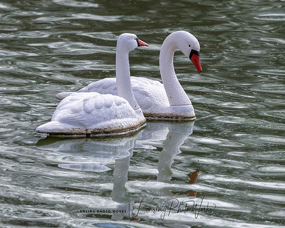 Swans-19