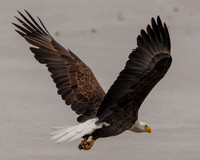 Eagles -177