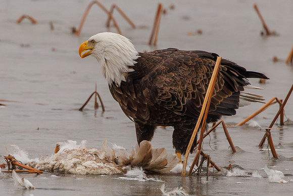 Eagles -204