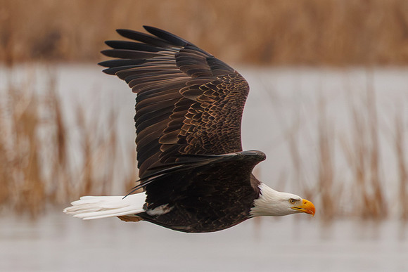 Eagles -229