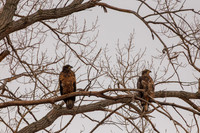 Eagles -156