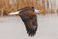 Eagles -232