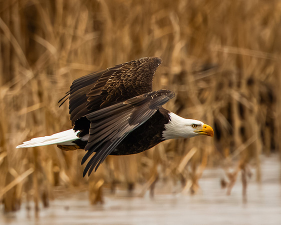 Eagles -236
