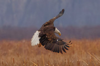 Eagles -270