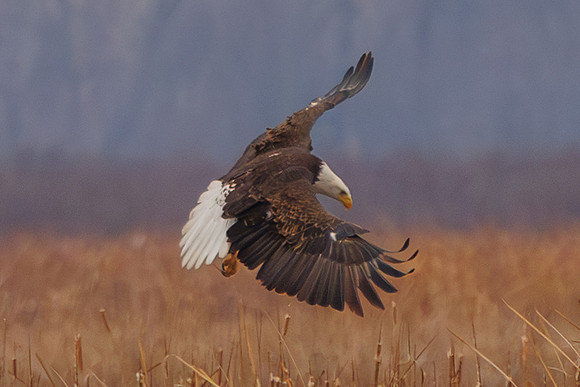 Eagles -270