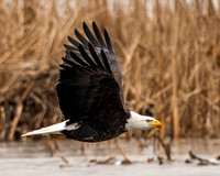Eagles -244
