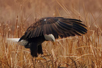 Eagles -265