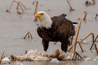 Eagles -368