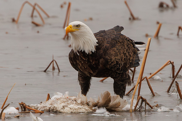 Eagles -368