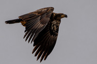 Eagles -387