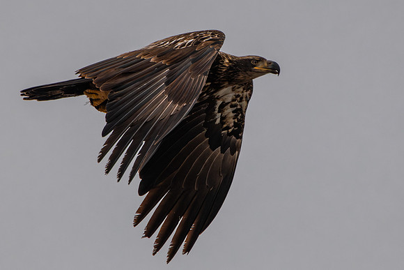 Eagles -387