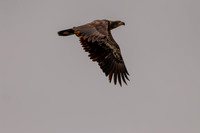 Eagles -391