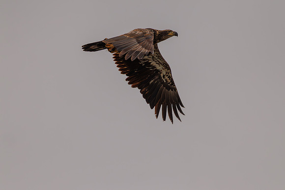 Eagles -391