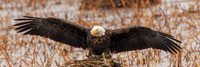 Eagles -434