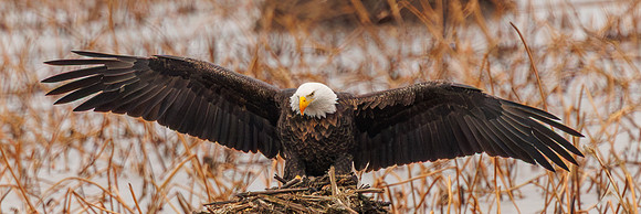 Eagles -434