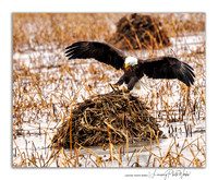 Eagles -440