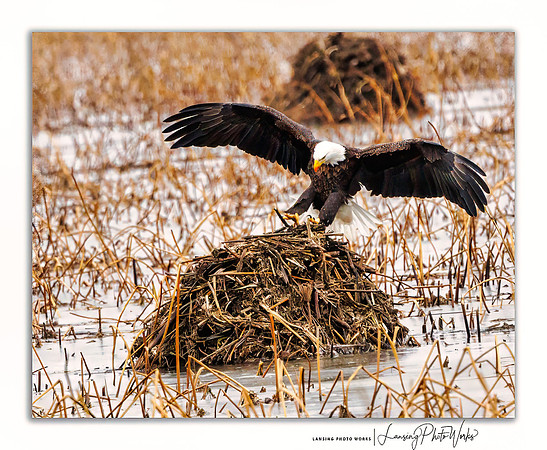 Eagles -440