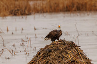 Eagles -503