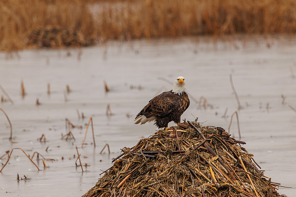 Eagles -503