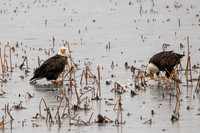 Eagles -579