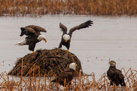 Eagles -607