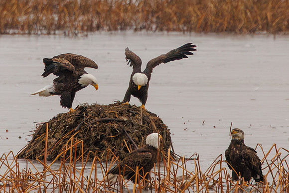 Eagles -607