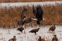 Eagles -620