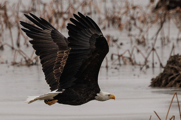 Eagles -755