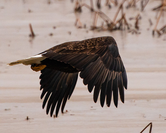 Eagles -758
