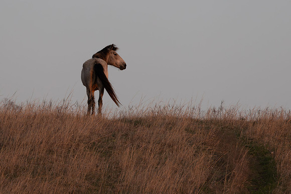 Wild Horese-4