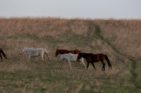 Wild Horese-1