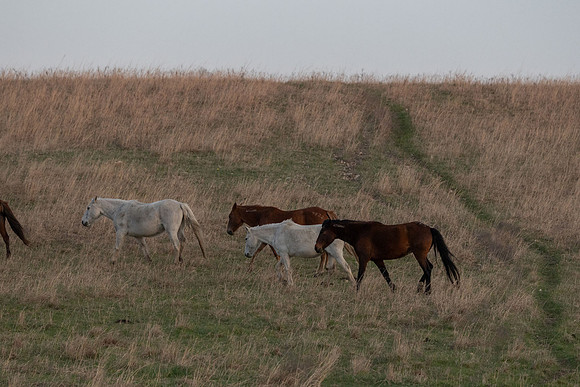 Wild Horese-1