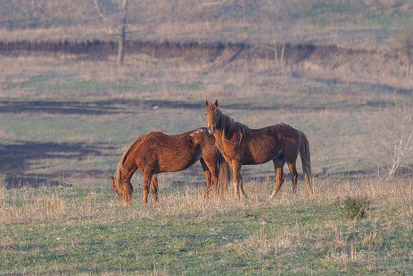 Wild Horese-5
