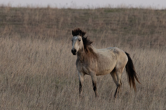 Wild Horese-2