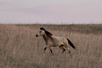 Wild Horese-3