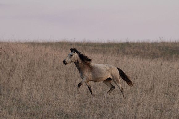 Wild Horese-3