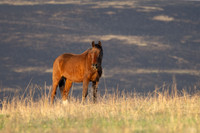 Wild Horese-8