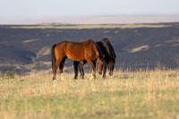 Wild Horese-10