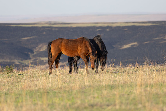 Wild Horese-10
