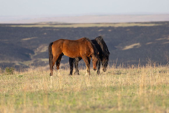 Wild Horese-9
